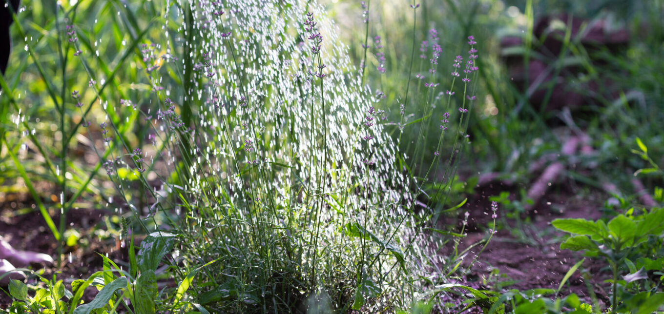 Growing Lavender from Seed - Grit
